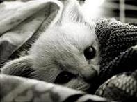 Ferocious